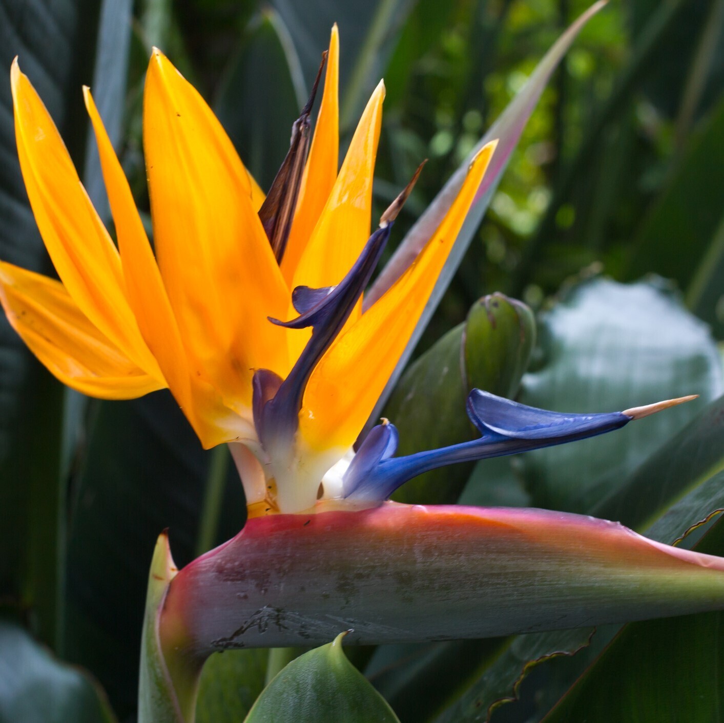 Strelitzia reginae