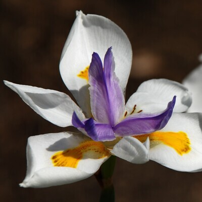 Dietes grandiflora