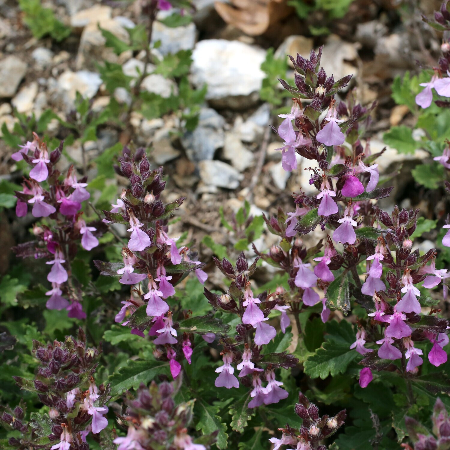 Teucrium chamaedrys
