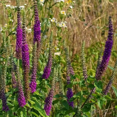 Teucrium hircanicum