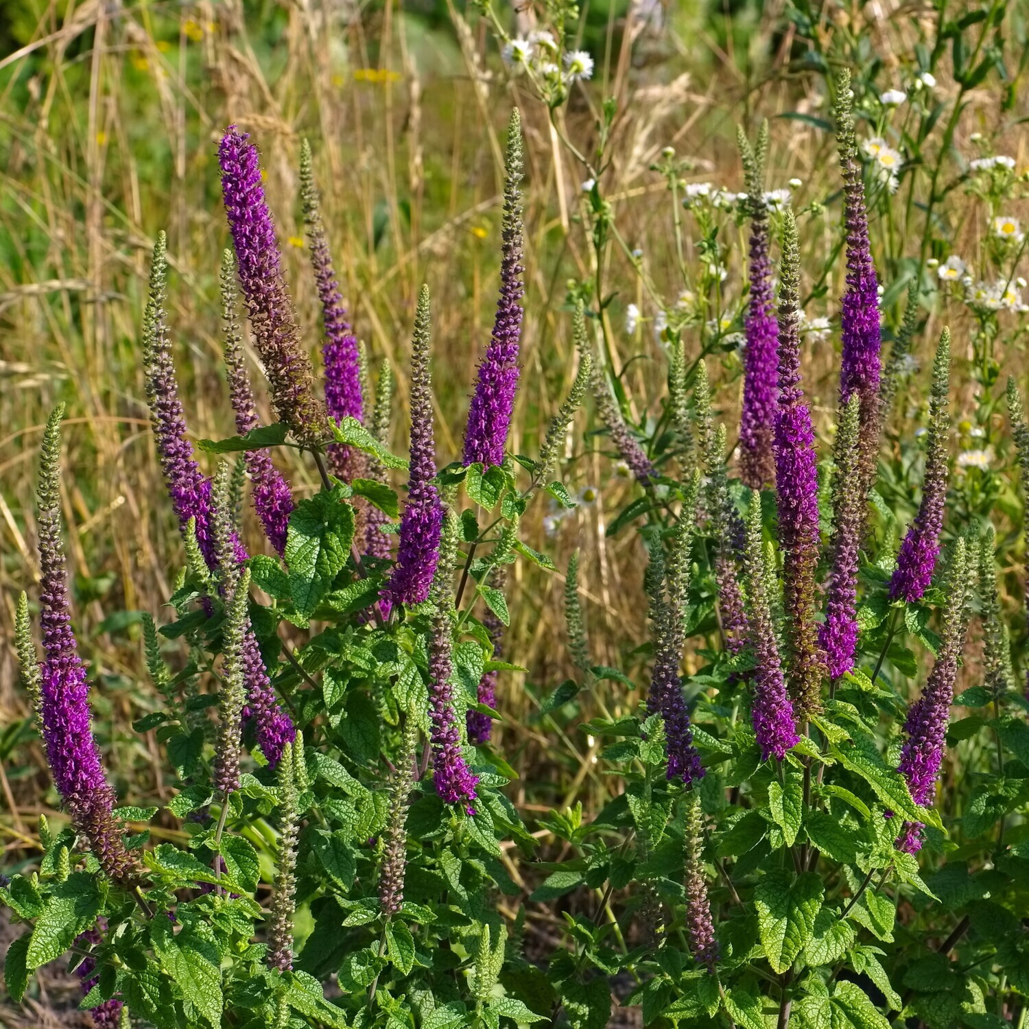 Teucrium hircanicum