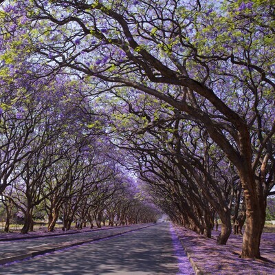 Jacaranda mimosifolia