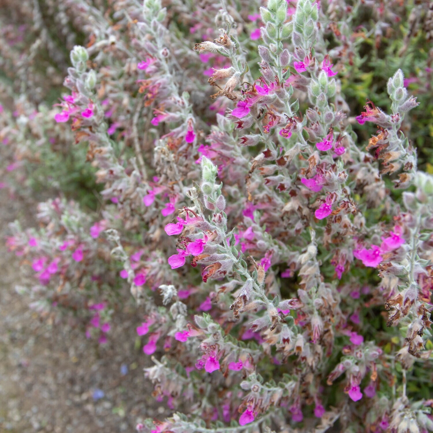 Teucrium marum