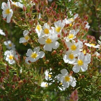 Cistus monspeliensis