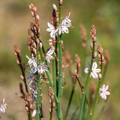 Asphodelus fistulosus