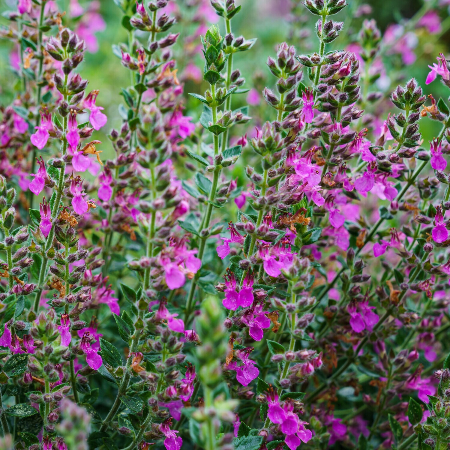 Teucrium x lucydrys
