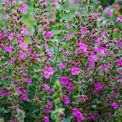 Teucrium x lucydrys
