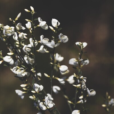 Cytisus multiflorus