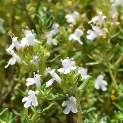 Thymus vulgaris