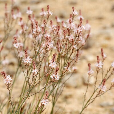 Asphodelus fistulosus