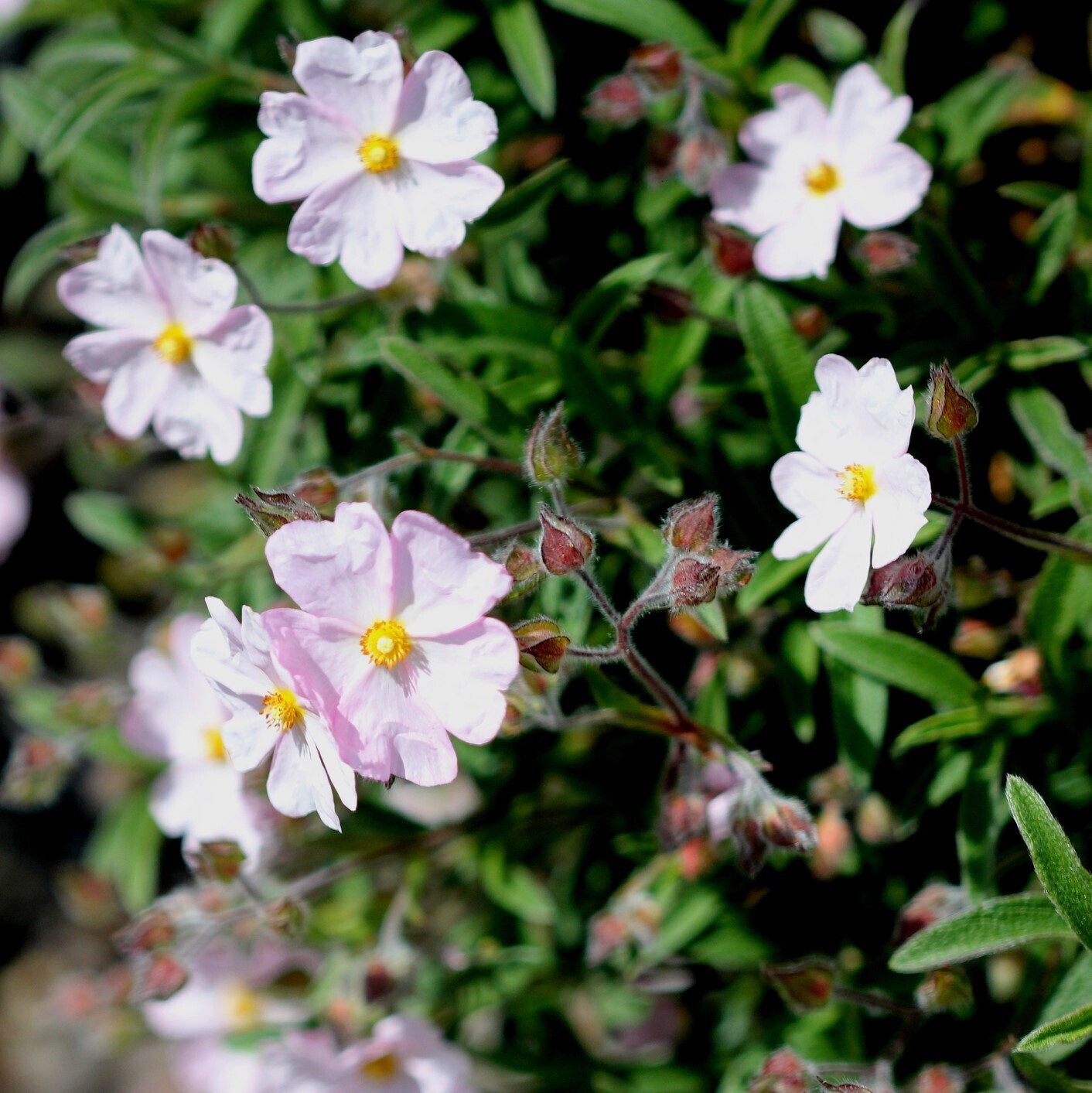 Cistus x skanbergii