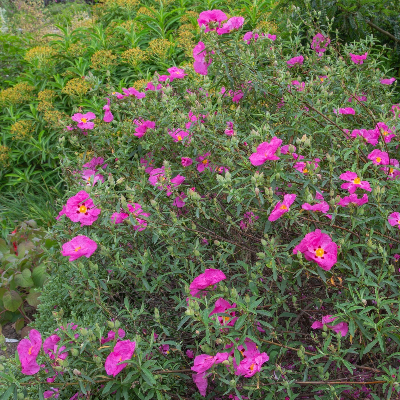 Cistus x purpureus