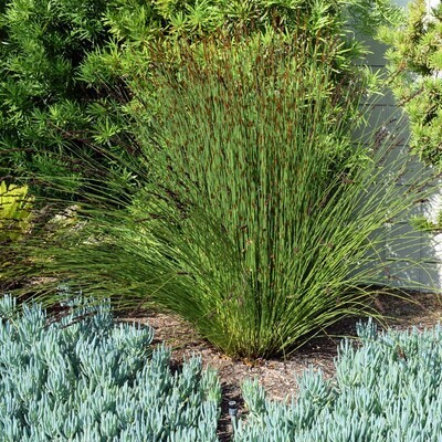 Elegia tectorum (Chondropetalum tectorum)