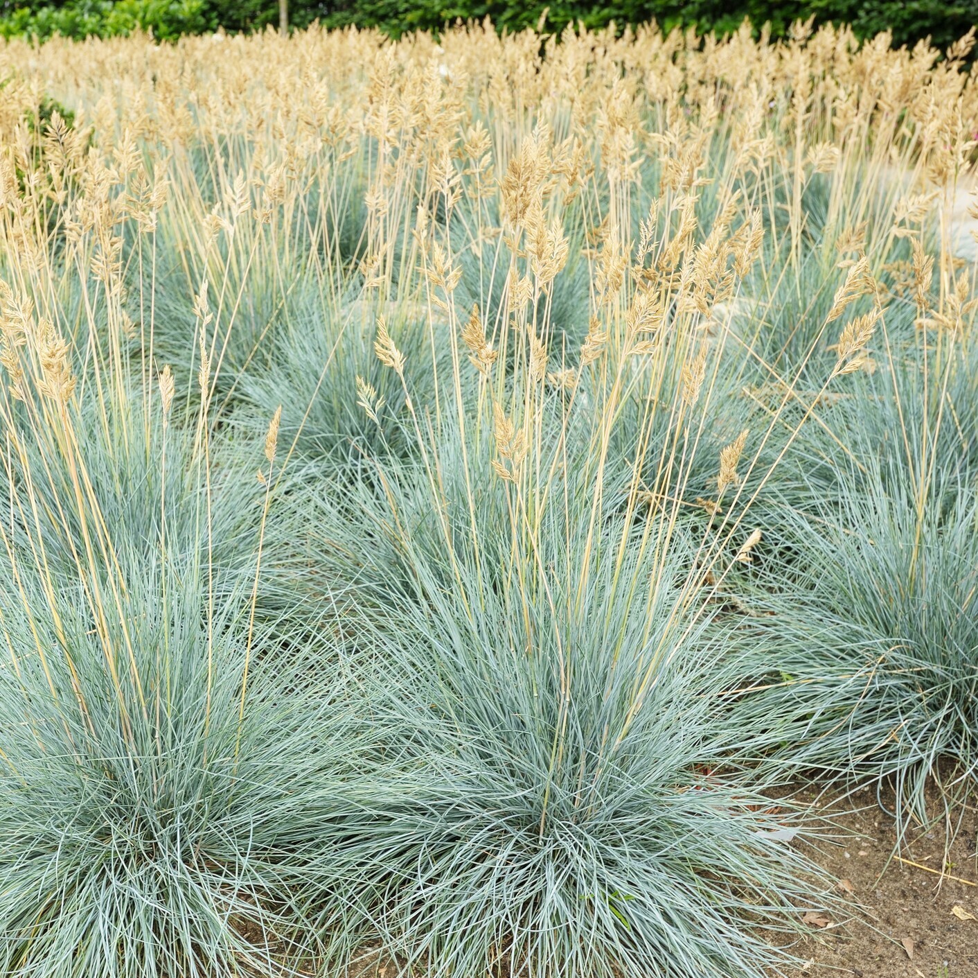 Festuca glauca &#39;Elijah Blue&#39;