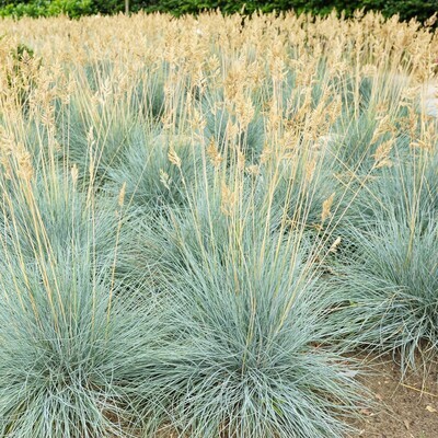 Festuca glauca &#39;Elijah Blue&#39;