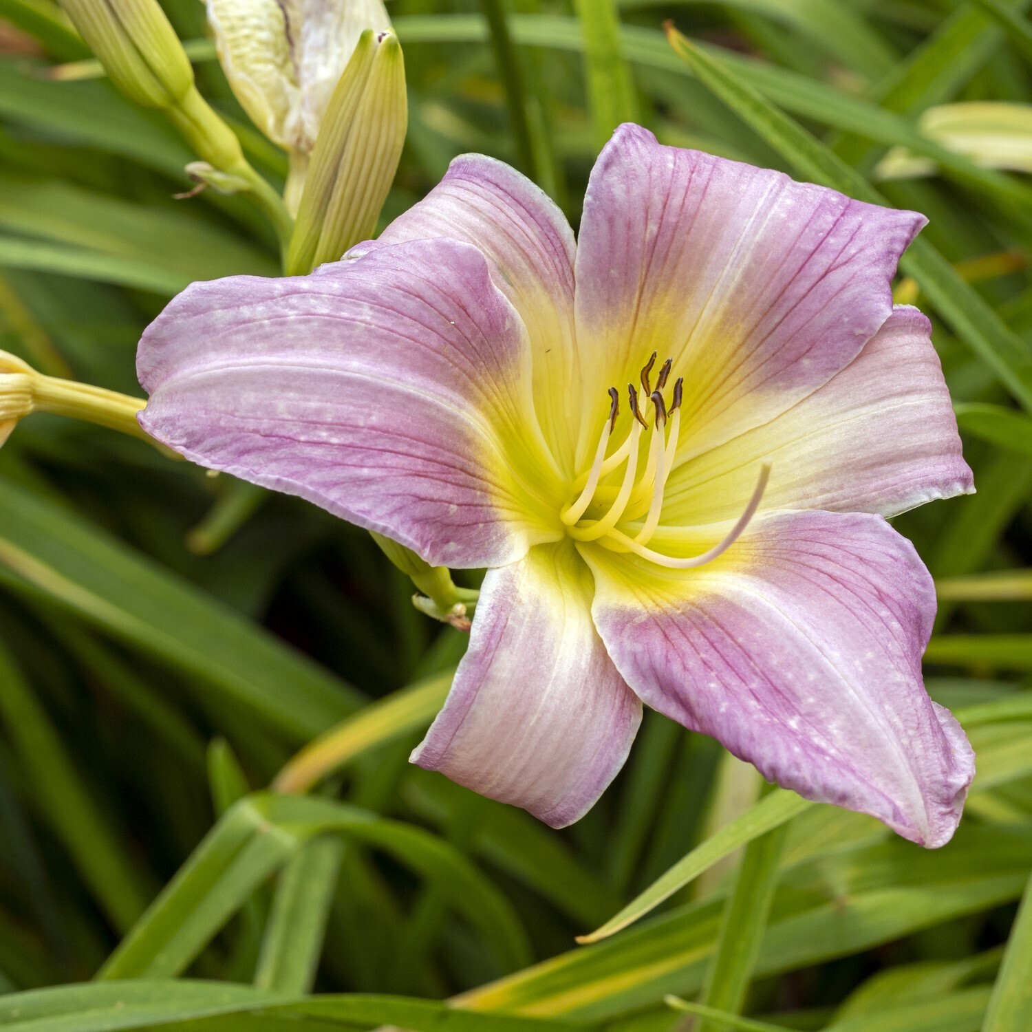 Hemerocallis &#39;Catherine Woodbury&#39;