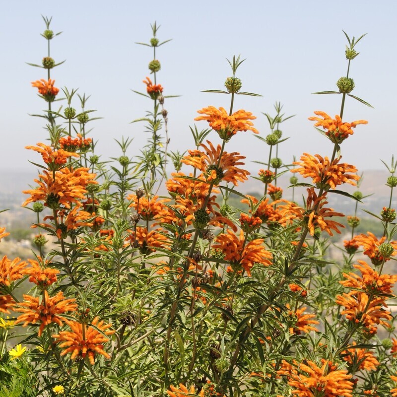 Leonotis leonurus