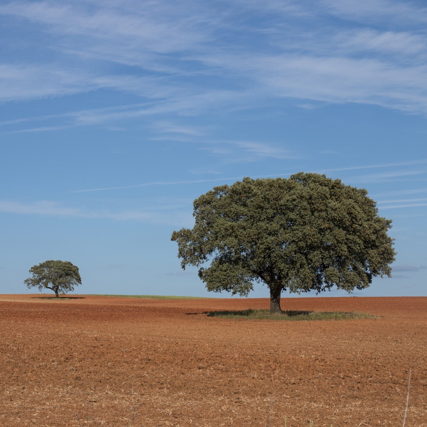 Quercus ilex rotundifolia