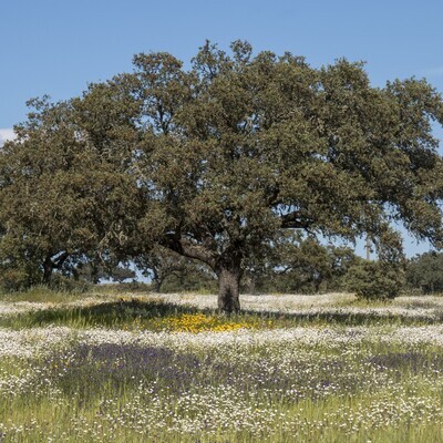 Quercus ilex rotundifolia