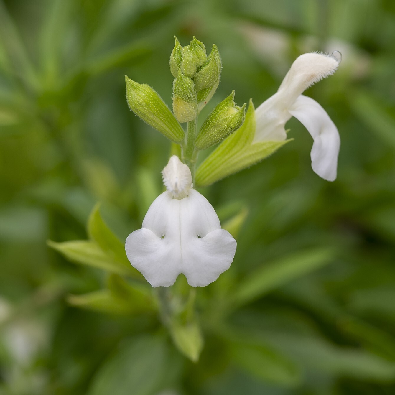 Salvia greggii alba