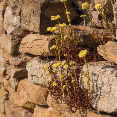 Sedum sediforme