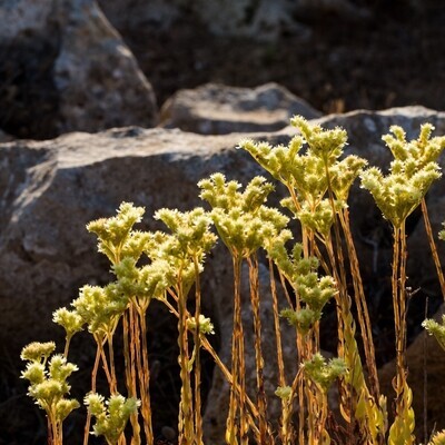 Sedum sediforme