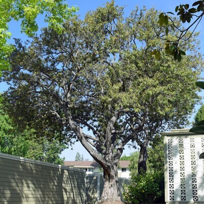 Schinus terebinthifolia