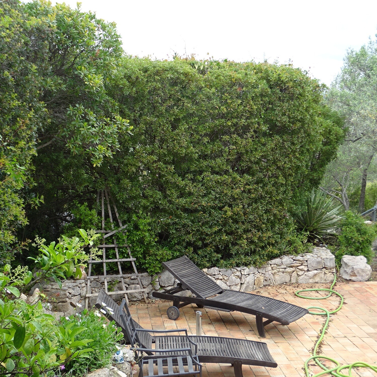 Pistacia lentiscus