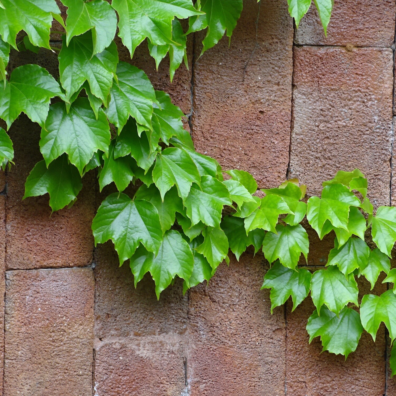 Parthenocissus tricuspidata