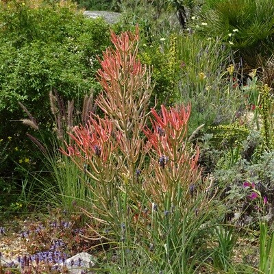 Euphorbia tirucalli 'sticks on fire'