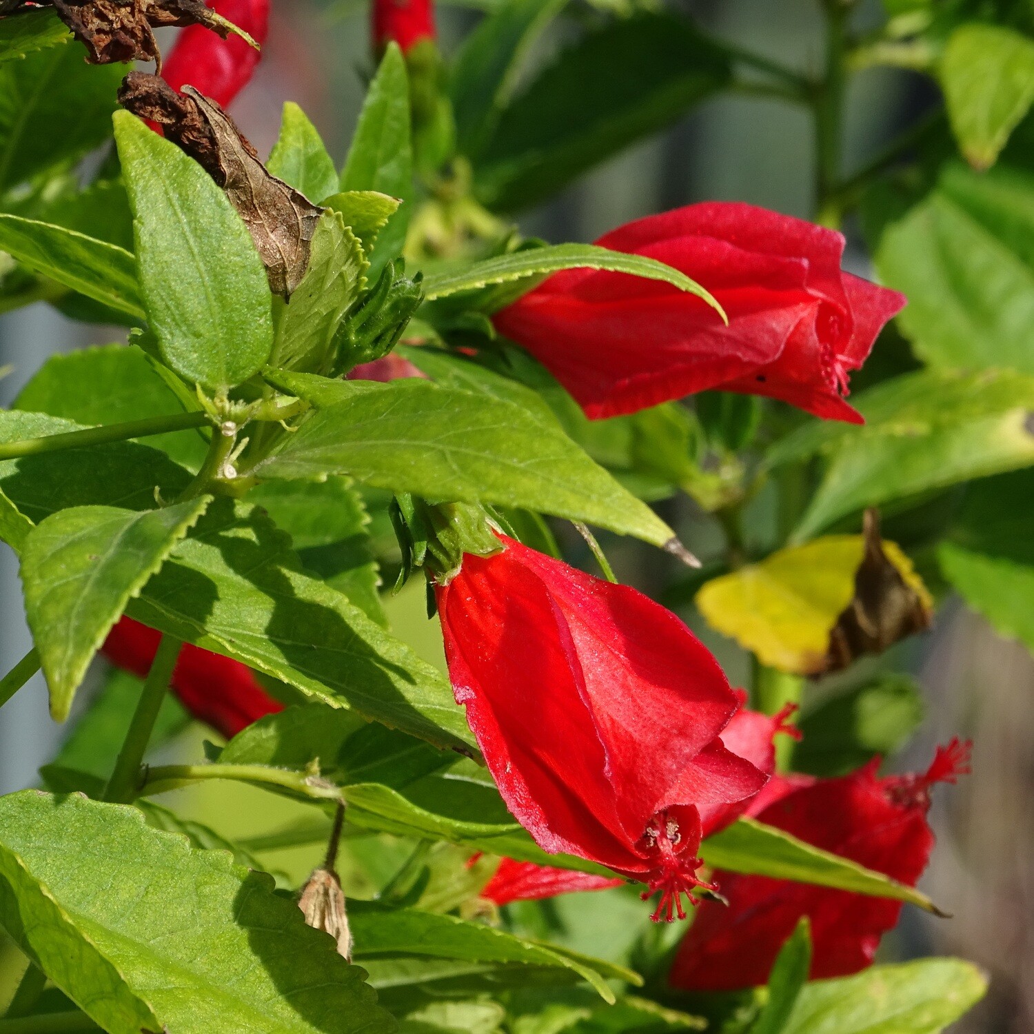 Malvaviscus arboreus var. penduliflorus