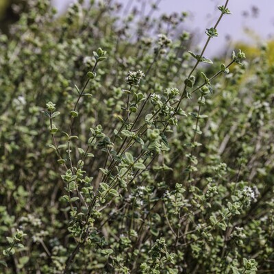 Origanum syriacum