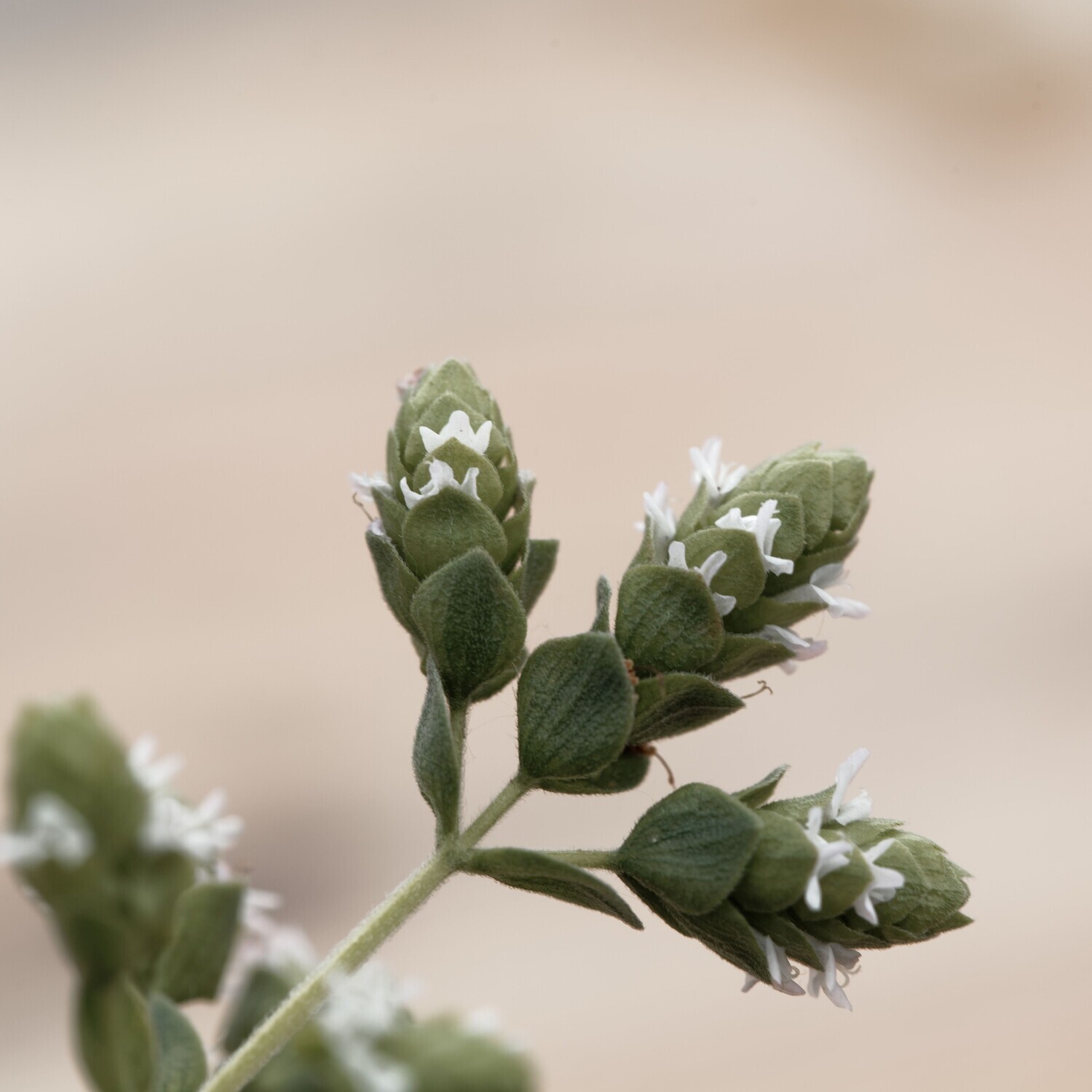 Origanum syriacum