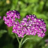 Achillea millefolium &#39;Lilac Beauty&#39;