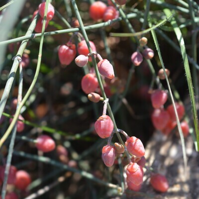 Ephedra fragilis