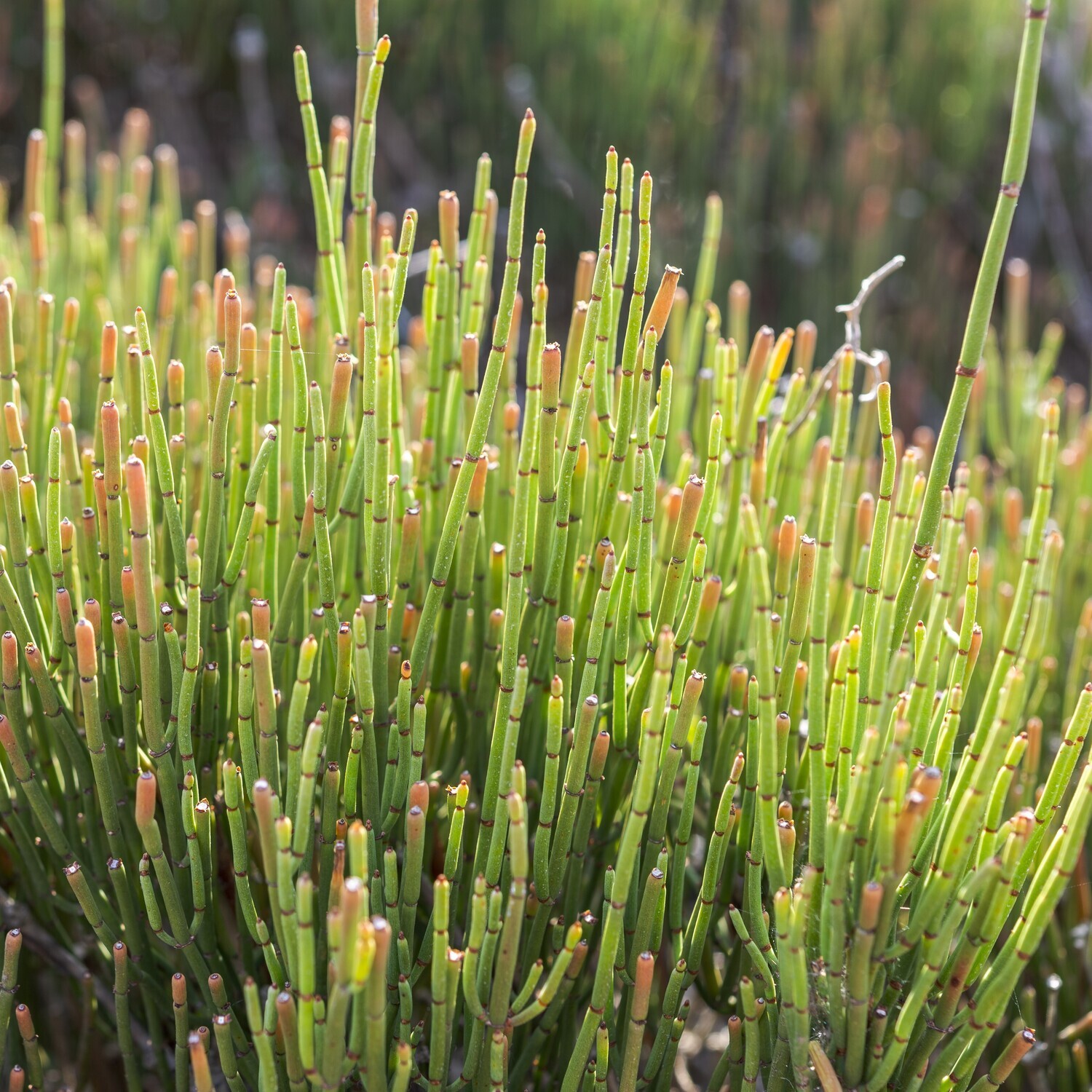 Ephedra fragilis