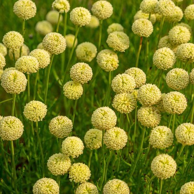 Santolina rosmarinifolia