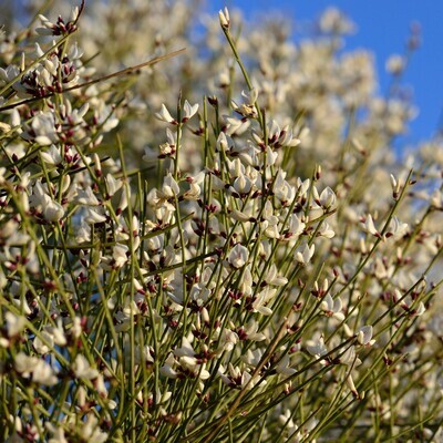 Retama monosperma (white)
