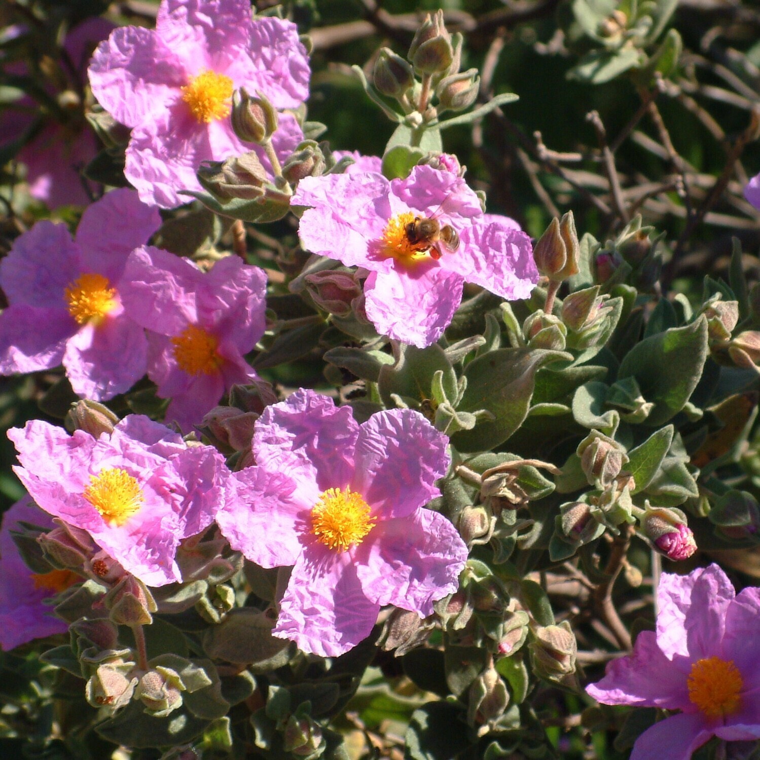 Cistus albidus