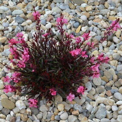Gaura lindheimeri (Dark Pink Red)