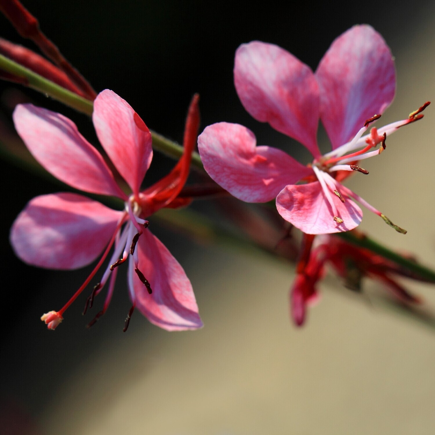 Gaura lindheimeri (Dark Pink Red)