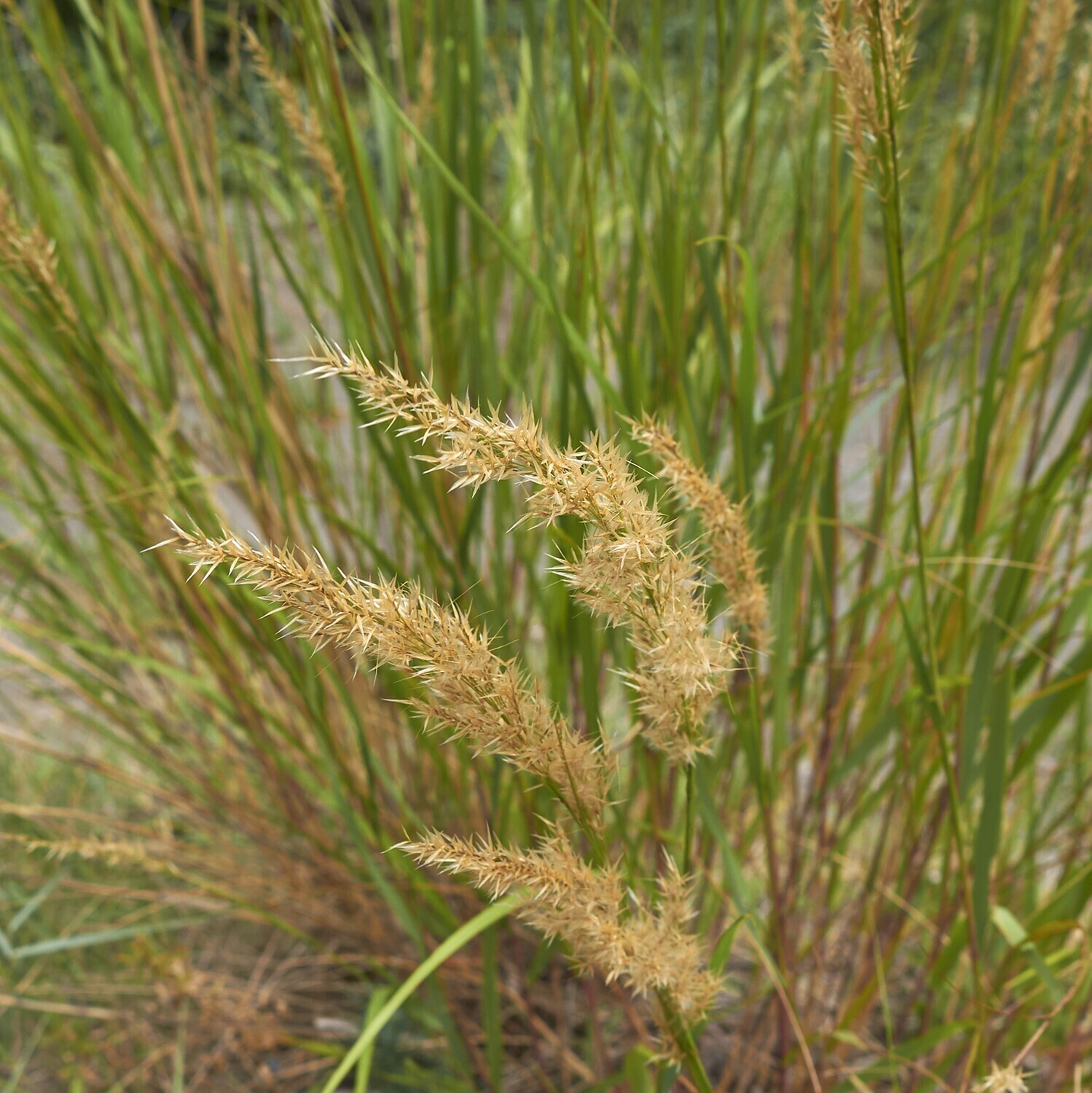 Achnatherum calamagrostis (Stipa calamagrostis)