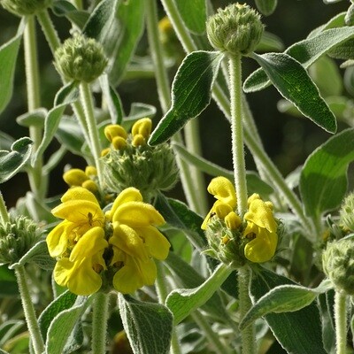 Phlomis 'Le Sud'