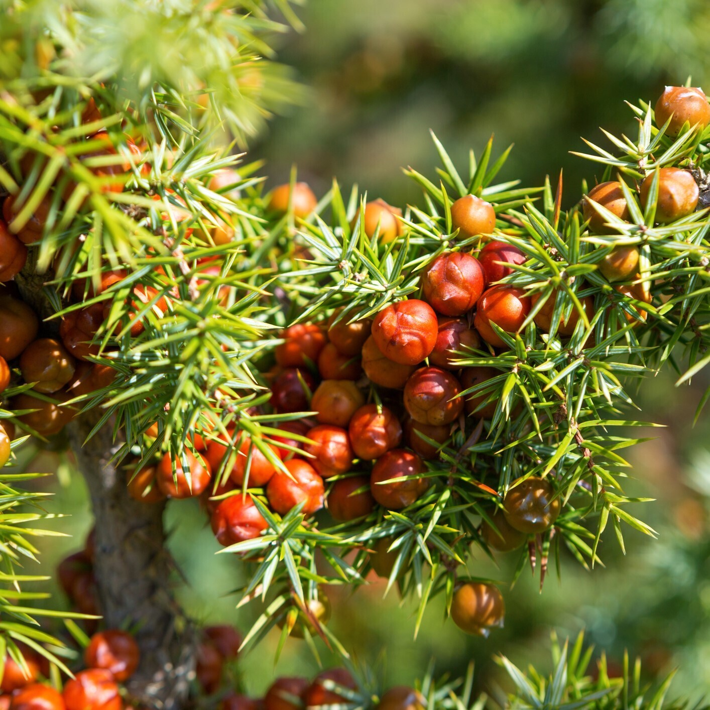 Juniperus oxycedrus