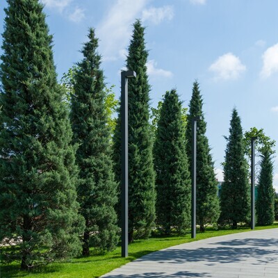Cupressus arizonica