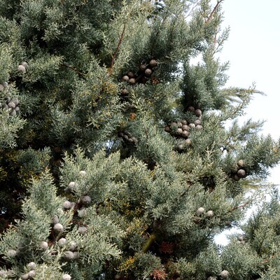 Cupressus arizonica