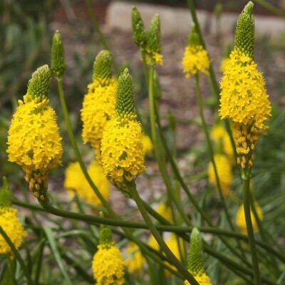 Bulbine latifolia