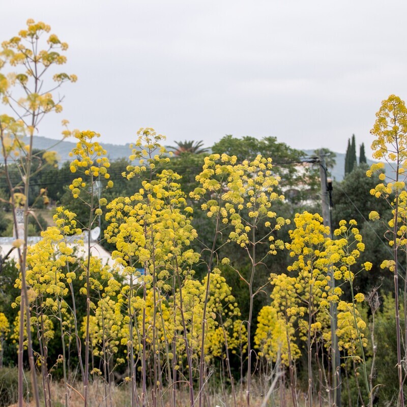 Ferula communis subsp. catalaunica