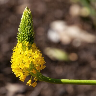 Bulbine latifolia