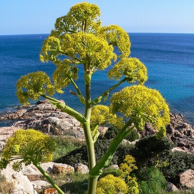 Ferula communis subsp. catalaunica